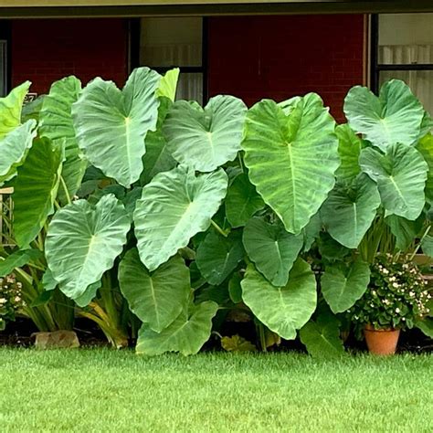 Garden State Bulb In Giant Mammoth Elephant Ear Bulbs Bag Of