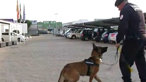 Cómo se entrenan los perros policías Canal Extremadura