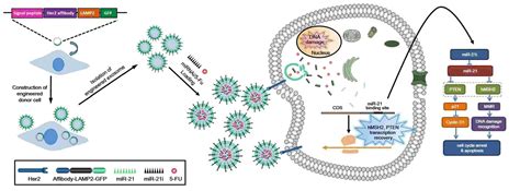 Exosomes For Mirna Delivery Creative Biostructure