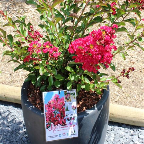 Lilas des Indes Lagers Terrasse Rouge Lagerstroemia indica compact à