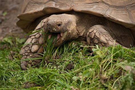 Características y cuidados de las tortugas terrestres Hogarmania