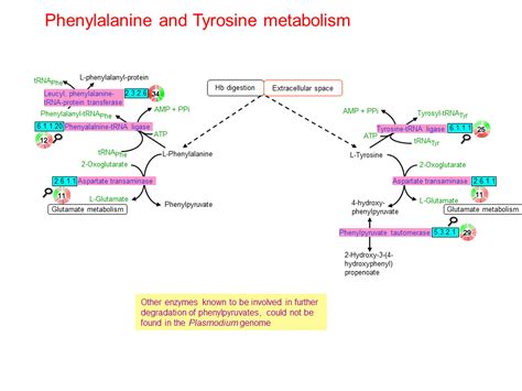 Tyrosine Metabolism Pathway