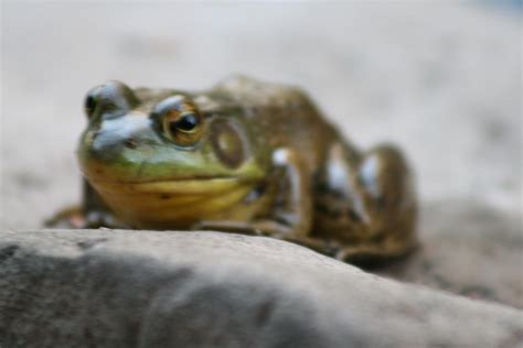 Ribbit Photograph By Stayce Brumley Fine Art America