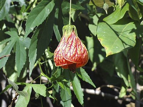 Abutilon pictum - Wikipedia