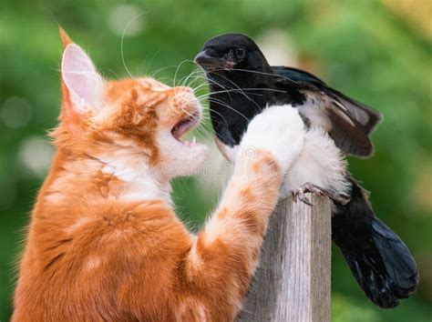 Le Chat A Chass Un Oiseau Photo Stock Image Du Sauvage