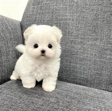 Bichon Maltez Mini Toy Bucuresti Sectorul 3 OLX Ro