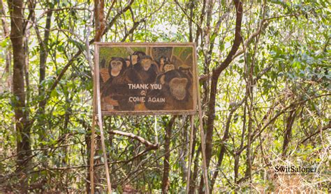 Destination Sierra Leone The Hidden Wildlife Gem Tacugama Chimpanzee