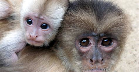 Quantos Filhotes O Macaco Pode Ter - Quatro filhotes de macaco são nova atração do zoológico do Rio ...