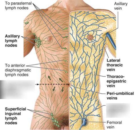 Lymph Nodes In Stomach Area