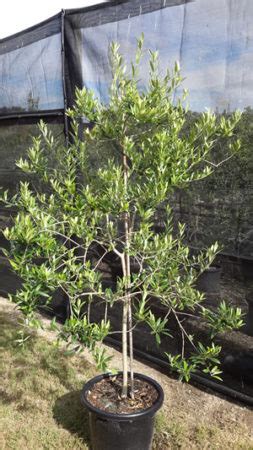 Frantoio Olive Tree