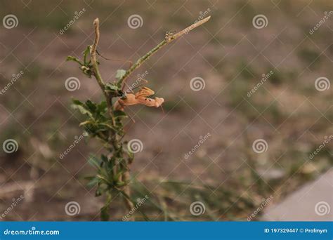 Praying Mantis in the Nature. Camouflage Praying Mantis Camouflage ...