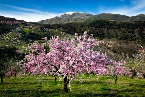 Stunning pink blossom on almond tree