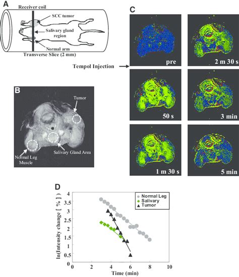 T Weighted Mri Images Using Tempol A Schematic Diagram Of The