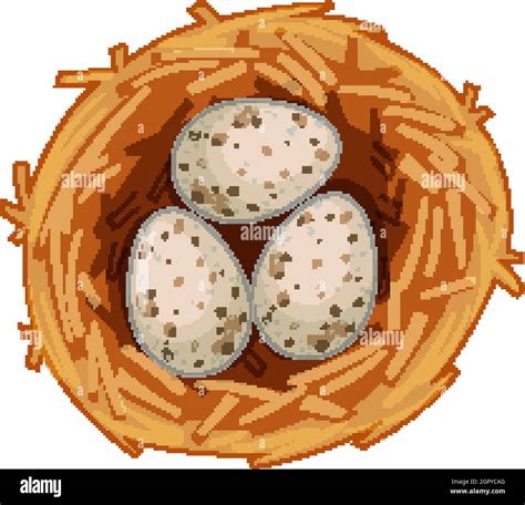 Many Eggs Of Bird On The Nest Isolated On White Background Stock Vector