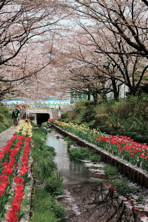 Cherry Blossom Yokohama 03 - City and See Travel Blog