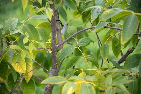 11 Blue Ash Tree Facts