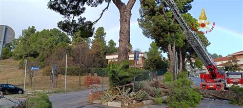 Forte Vento Alberi E Rami Caduti In Tutta La Provincia Gli Interventi