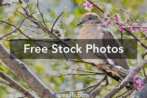 Texas Dove Season Photos Download The Best Free Texas Dove Season
