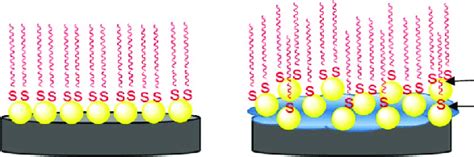 A Schematic Of The Immobilization Of Dna Probe Onto The Surface Of A Download Scientific