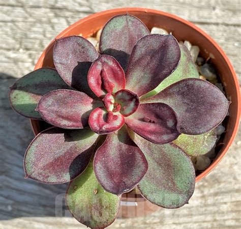 SHPR13577 Echeveria nodulosa Maruba Benitsukasa Кактус онлайн