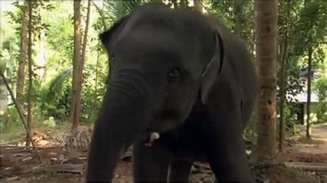 Chandani Und Ihr Elefant Trailer Df Video Dailymotion