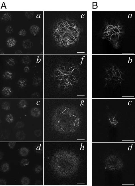 Effects Of Nocodazole On The Microtubule Integrity A Dose Dependent