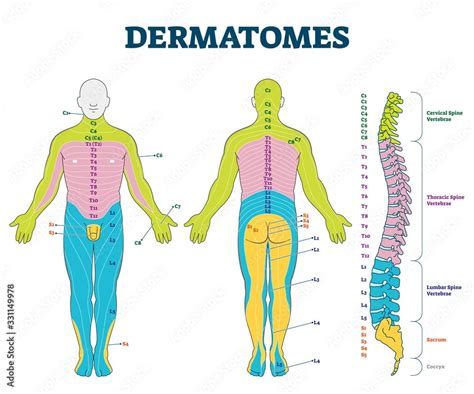 lumbar facet dermatome map dermatomes chart  map