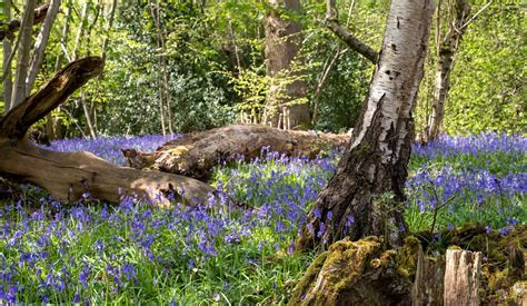 Places To Spot The Gorgeous Bluebells Blooming Around London