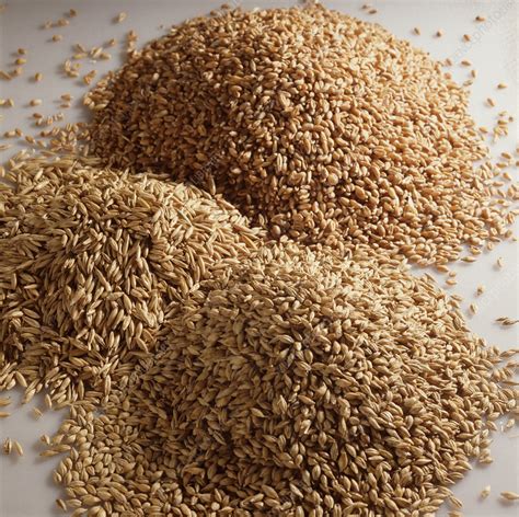 Wheat Barley Oats Stock Image E Science Photo Library