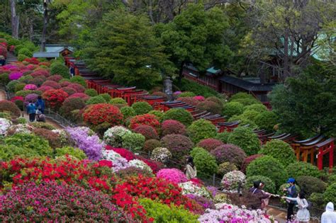 5 Awesome Azalea Destinations In Japan Things To Do Japan Travel