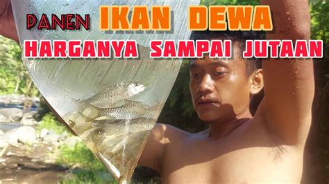 Panen Ikan Dewa Ikan Mahal Harga Jutaan Menangkap Ikan Kancra Di