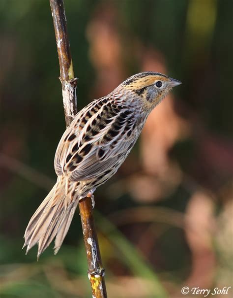 Leconte S Sparrow South Dakota Birds And Birding