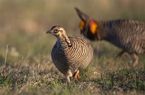 Greater Prairie-Chicken | Audubon Field Guide