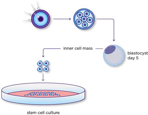 Stem Cell 101 Institute For Stem Cell And Regenerative Medicine