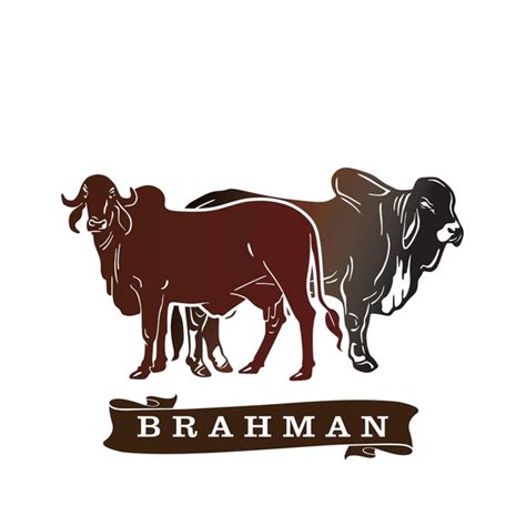 Brahman Cattle Over Royalty Free Licensable Stock Illustrations