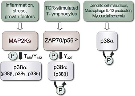 Figure 2 From Mechanisms And Functions Of P38 Mapk Signalling