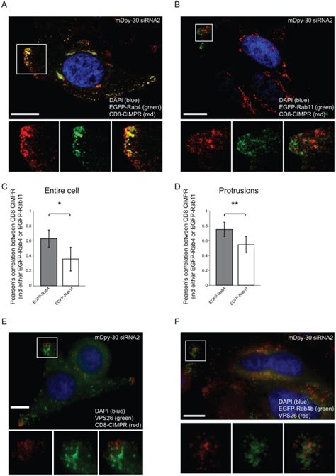 HeLa Cells Were Transfected With 20 NM SiRNAs For 48 Hr And Or CDNA For