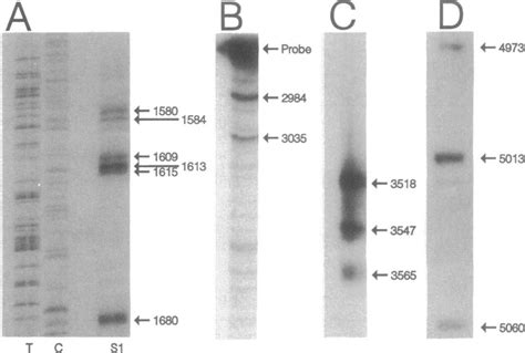S1 nuclease mapping of the 5' transcript ends. The DNA probes used for ... 