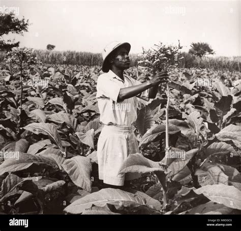 Tobacco growing history hi-res stock photography and images - Alamy