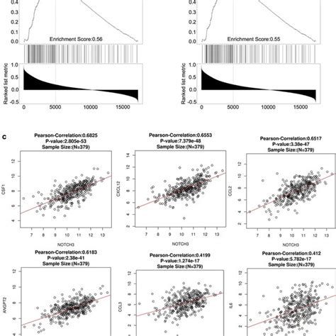 Notch3 Expression Was Significantly Positively Correlated With