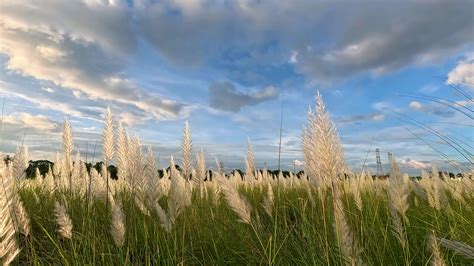 White Saccharum spontaneum flower swaying in the wind in the autumn ...