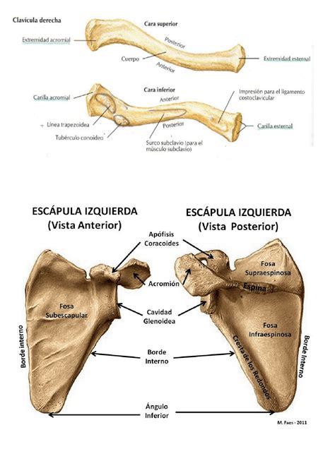 Vista Posterior De La Esc Pula