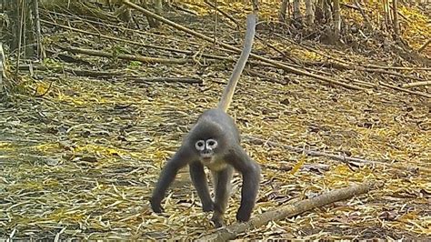 A newly discovered primate - Nexus Newsfeed