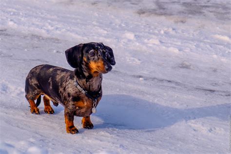 Заонежье - Тамбицы: frantsouzov — LiveJournal