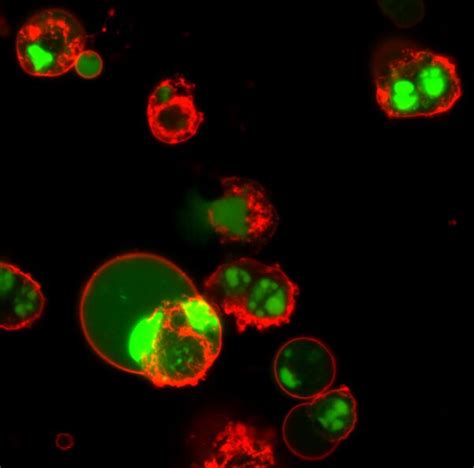 Biotracker Nucview® 488 Green Caspase 3 Dye Pbs Sct101