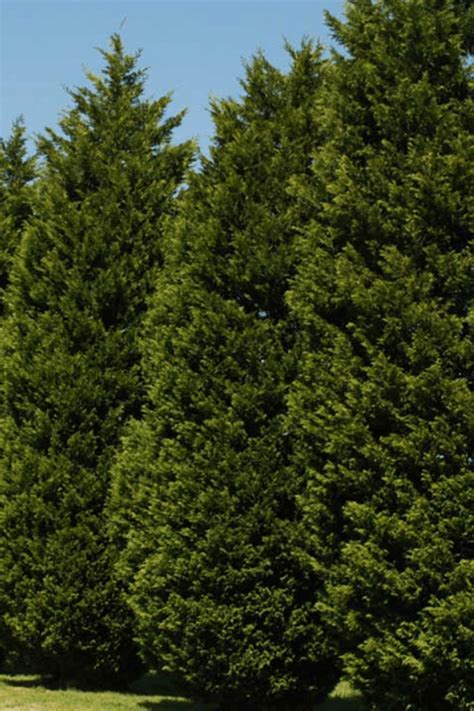 7 Fast Growing Evergreen Trees And Shrubs