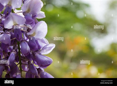 Purple Wisteria flowers Stock Photo - Alamy