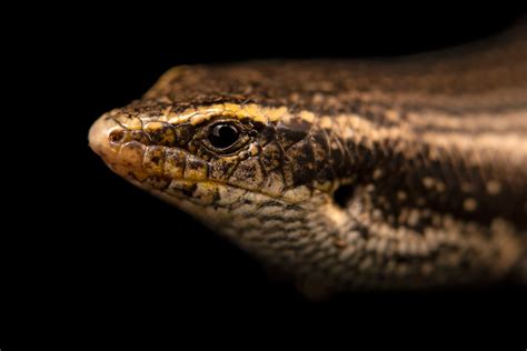 Canary Cylindrical Skink Chalcides Viridanus Joel Sartore