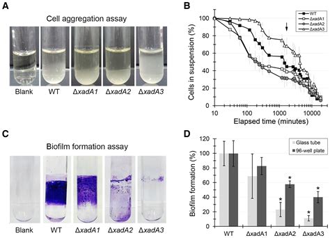 The Xada Trimeric Autotransporter Adhesins In Xylella Fastidiosa