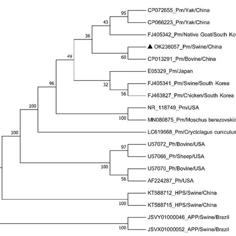 Phylogenetic Trees Of The Bacterial Isolate And The Reference Strains